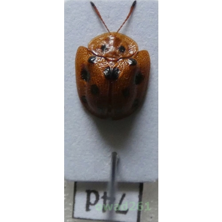 Cassidae sp. Philippines74d